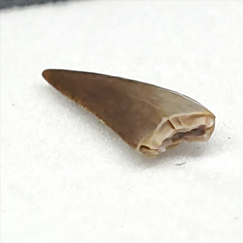 楽天市場】【送料無料】【コエロフィシス/化石/恐竜/歯】希少