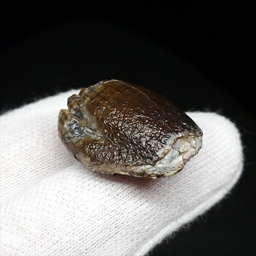 お買い得 ジョバリアの歯 化石 竜脚類 楽天市場】【送料無料