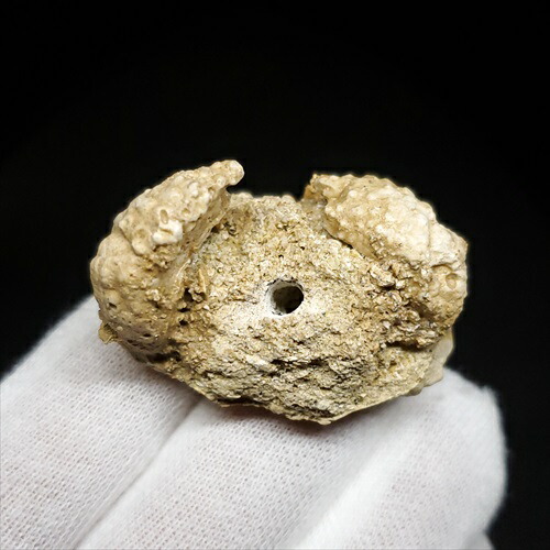 楽天市場】【送料無料】【カニ/化石/蟹】美品 カニ 本物 化石