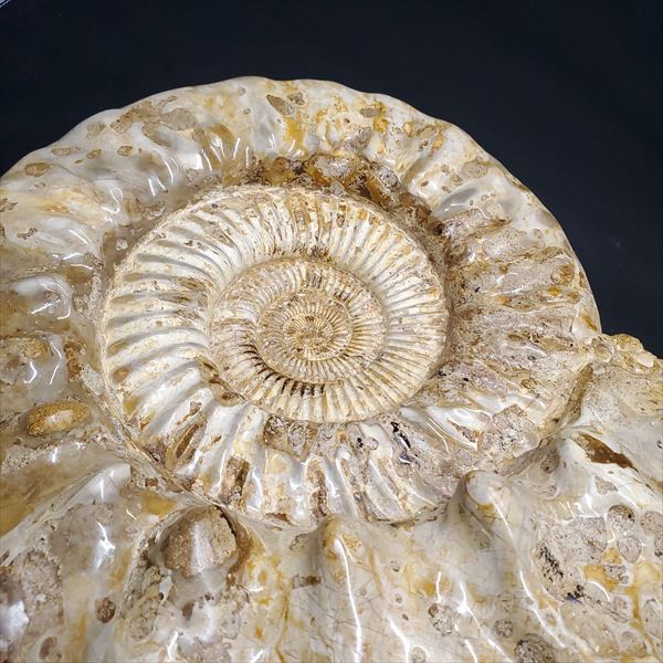 楽天市場】【送料無料】【アンモナイト/化石】大型 アンモナイト 化石