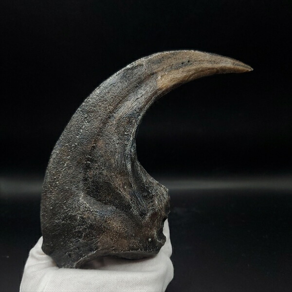 アロサウルス ティラノサウルス スピノサウルス 爪 化石レプリカ