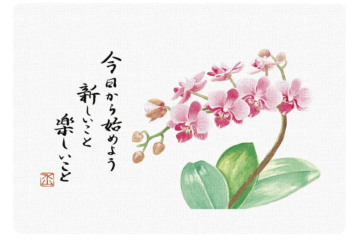 楽天市場】コチョウラン 胡蝶蘭【花の水彩画】キャンバス仕立て 一言