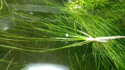 楽天市場】エリオカウロンsp．“ソーシャルフェザーダスター” 1株