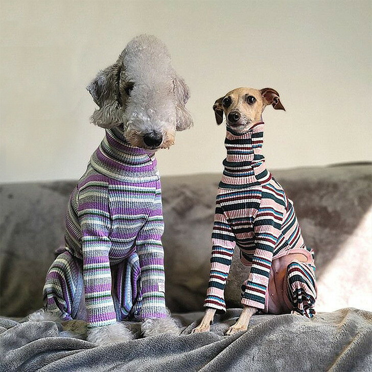 楽天市場】イタグレ 服 IG ボーダーロンパース S M L XL 2XL 3XL