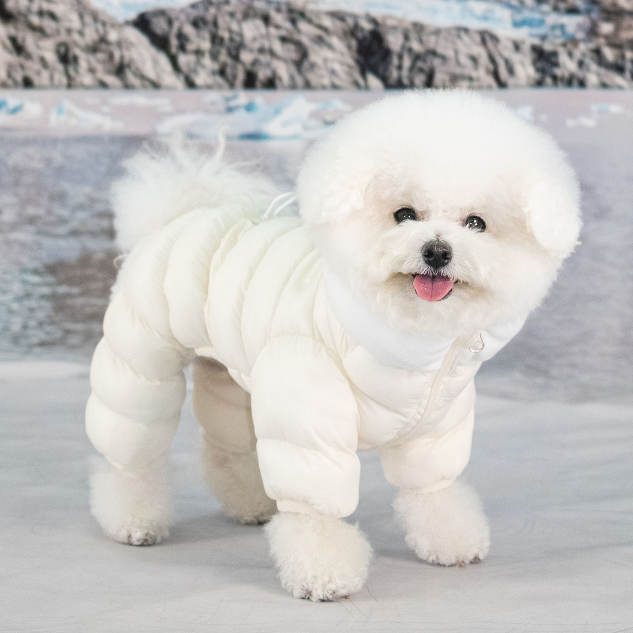 楽天市場】犬 服 ベロアソフトオールインワンジャンパー パステル