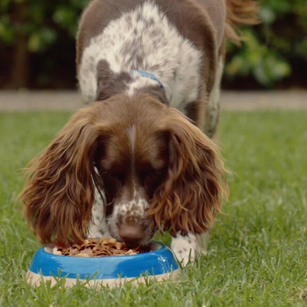 楽天市場】ZIWI Peak エアドライ・ドッグフード ベニソン 2.5kg : PAWS