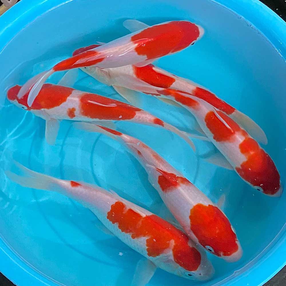 kouhaku.jpg?fitin=720:720