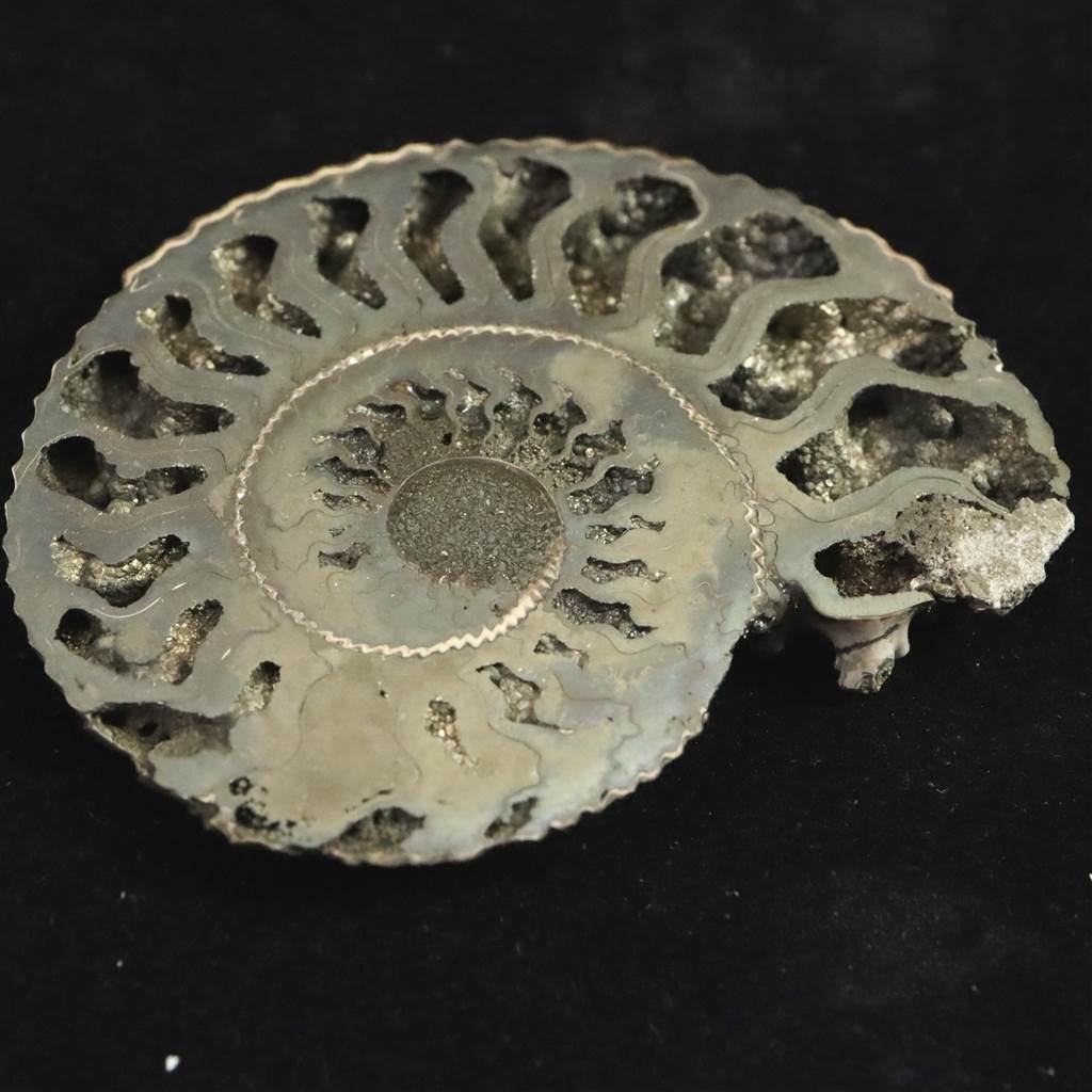 楽天市場】ロシア産 アンモナイト パイライト 化石 53mm 15.3g : 榎本通商