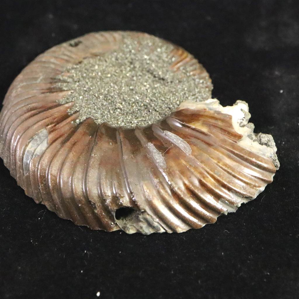 楽天市場】ロシア産 アンモナイト パイライト 化石 53mm 15.3g : 榎本通商