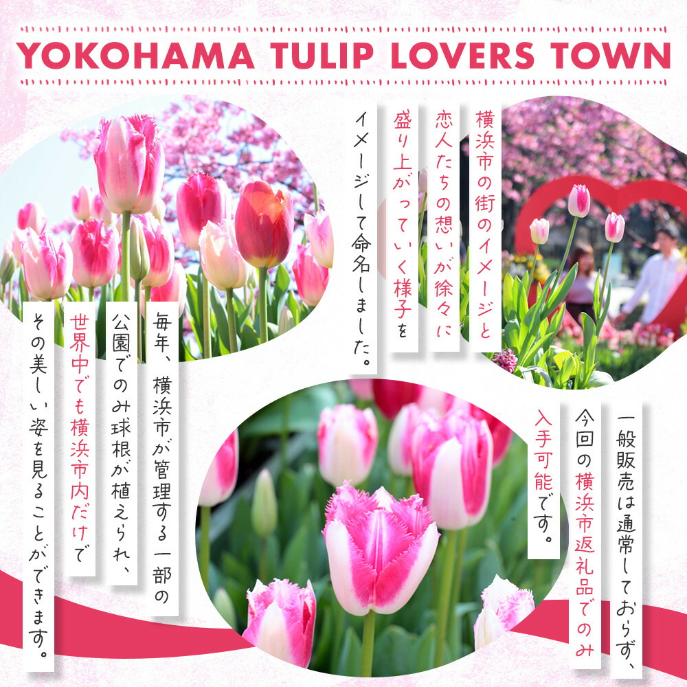 楽天市場】【ふるさと納税】横浜限定チューリップ ラバーズタウン栽培