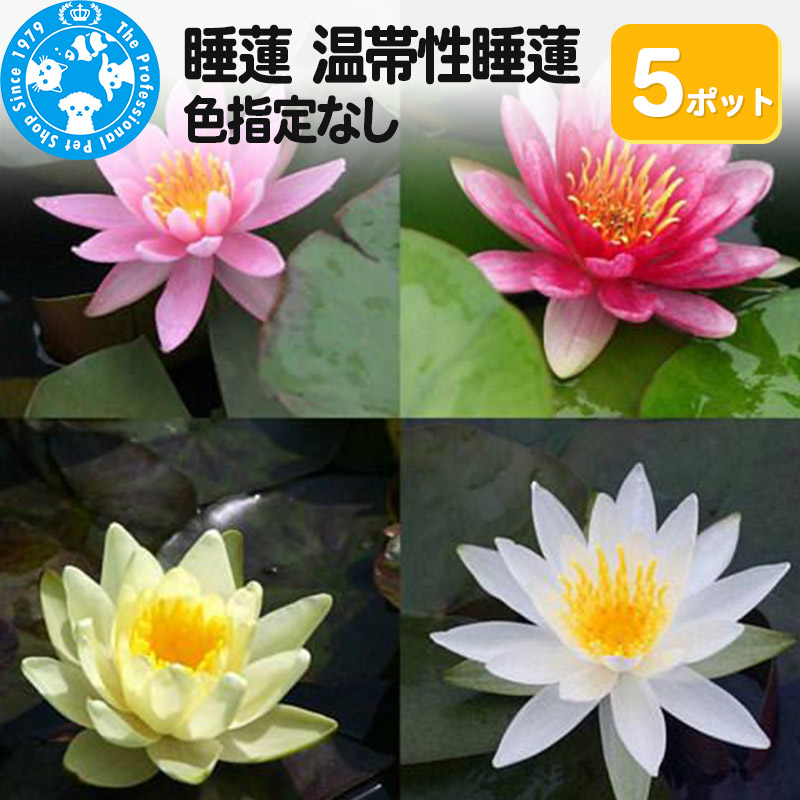 MTG【水蓮の花びら/Lotus Petal】 FTV foil 英語 4枚 From the valut