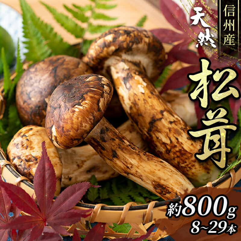 北海道 松茸 500g 訳あり 北海道 松茸 500g 訳あり 公式通販