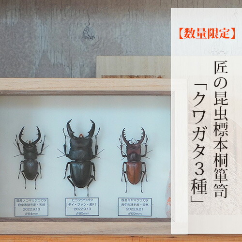 楽天市場】【ふるさと納税】【数量限定】匠の昆虫標本桐箪笥「クワガタ