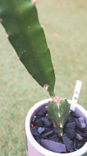 さぼてん 柱サボテン -鬼面角- | Flower KADOYA