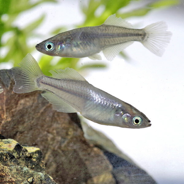 楽天市場】(めだか)魔王メダカ （約-cm）（3匹）【水槽/熱帯魚/観賞魚