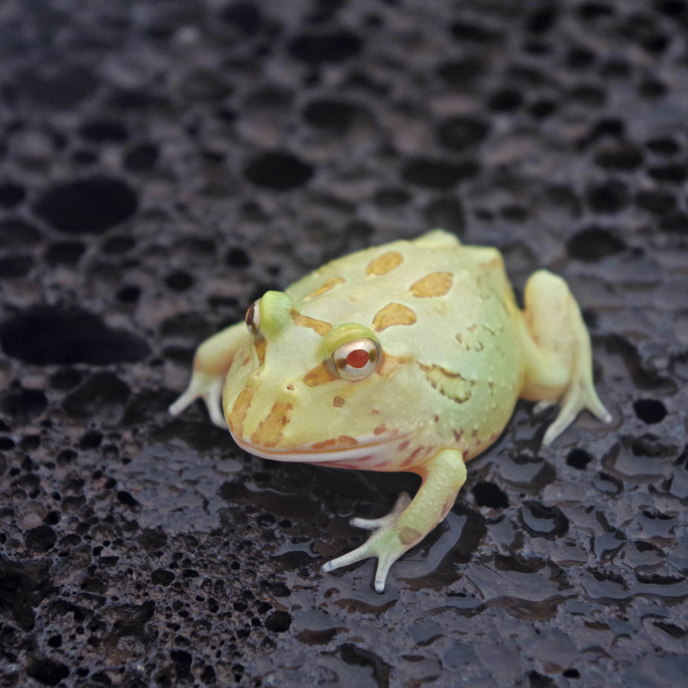 カエル♡ 恵比寿天(クランウェルツノガエルver.) - かずたそカンパニー