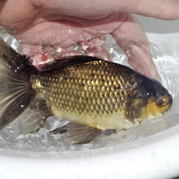 楽天市場】(金魚 生体)【数量限定】 ジャンボオランダ 黒系統【国産