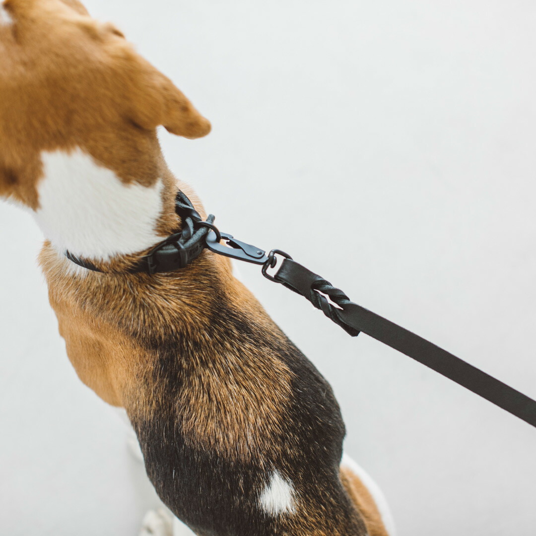 楽天市場】【犬 リード】オイルレザー ブレイド リード L サイズ犬