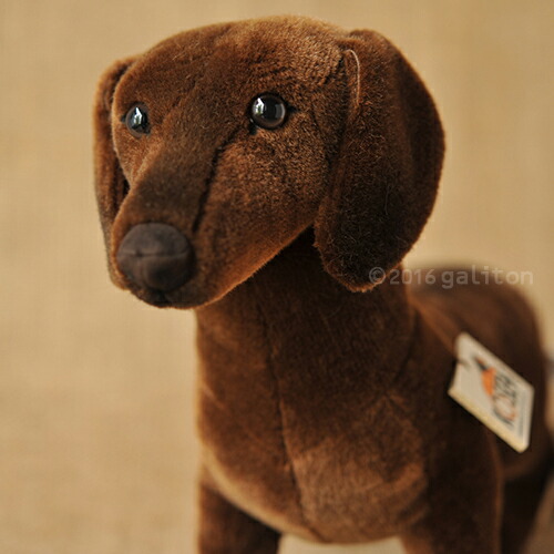 ケーセンダックスフンド