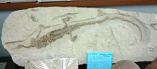 楽天市場】博物館クラス メソサウルス化石 : ギャラリーメイスン