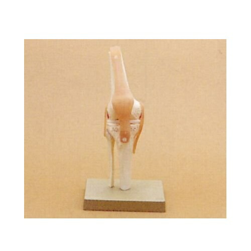 SOMSO 膝関節模型 楽天市場】膝関節機能模型 W20×D18×H34cm 0.6