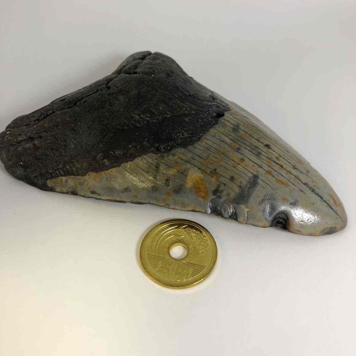 希少：青色 大きめ：148mm】メガロドン 化石 標本 サメの歯 歯の化石