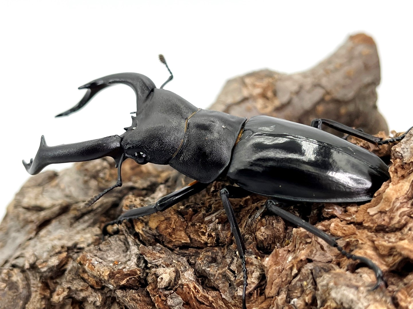 ヌエクワガタ 26㎜標本 標本 ベトナム産 ヌエクワガタ ♀26．3ミリ
