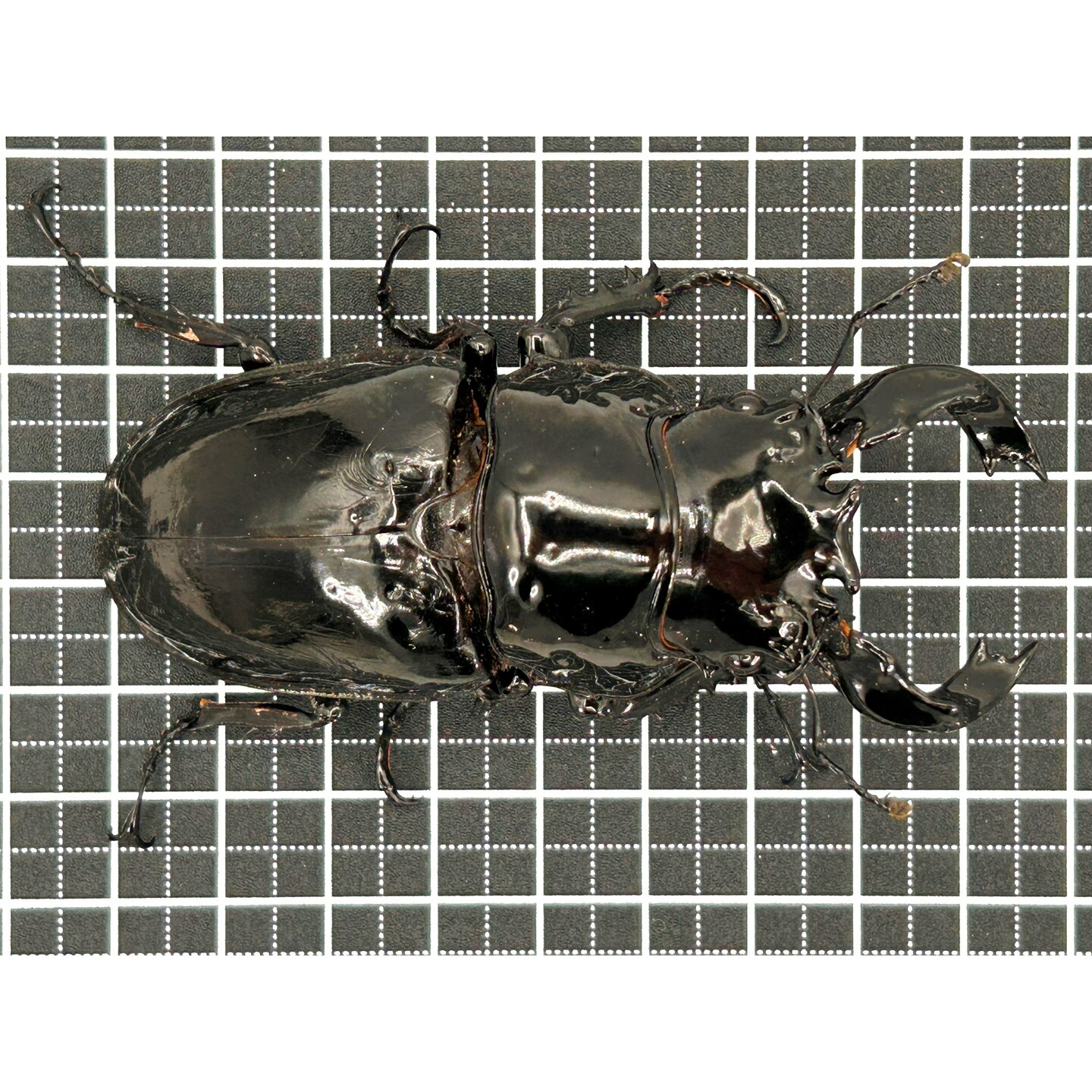 極上！ヒマラヤひらたけ菌糸ブロック【10個】初菌のみ使用！国産