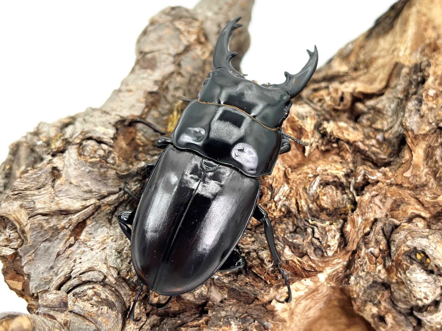 ナカジ ラフェルトノコギリクワガタ ハスタートノコギリクワガタ 2匹