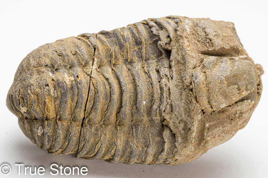 モロッコ産出 大型三葉虫 化石 アカドラドキシデス．ブリアレウス 現状