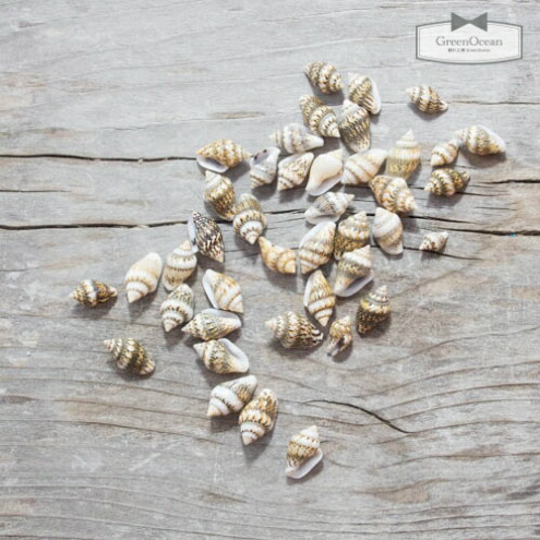 楽天市場】【素材】本物のちっちゃな巻貝《タイガー》【（10g）【sea