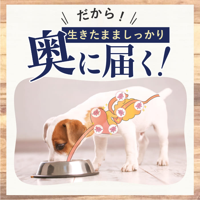 楽天市場】【エントリーでポイント10倍】 aikona あいこな アイコナ