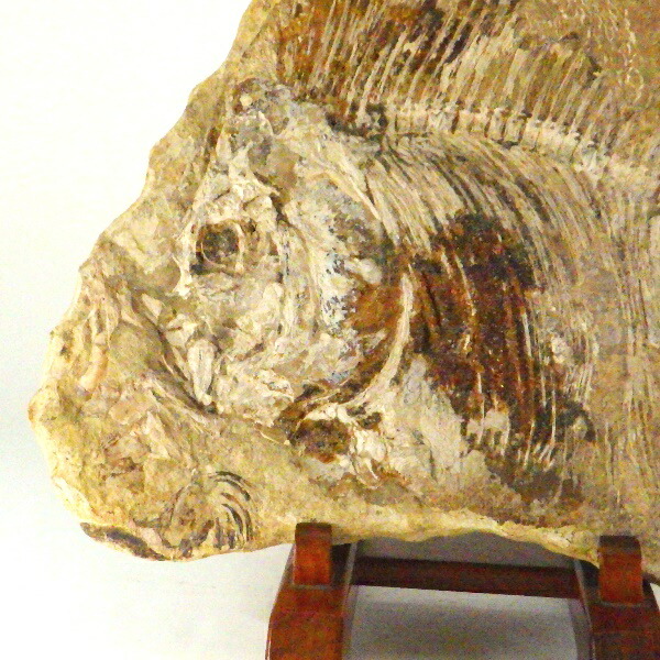 楽天市場】【11日まで10％OFFクーポン】 魚の化石 化石 魚 古代 鑑賞石