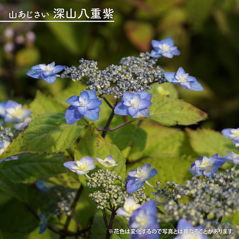 楽天市場】紫陽花 ヤマアジサイ 【深山八重紫（みやまやえむらさき