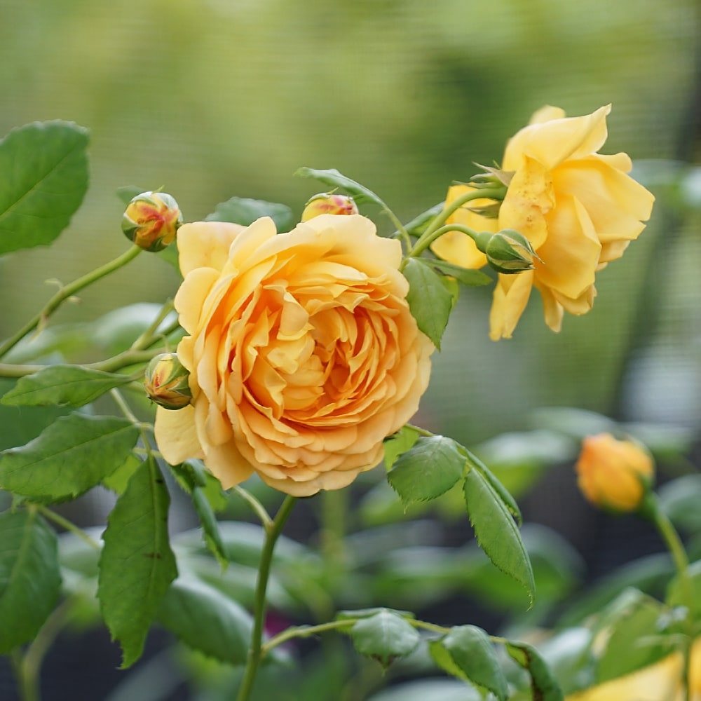 楽天市場】強香つるバラ 【ゴールデンセレブレーション】 3年生長尺1.1