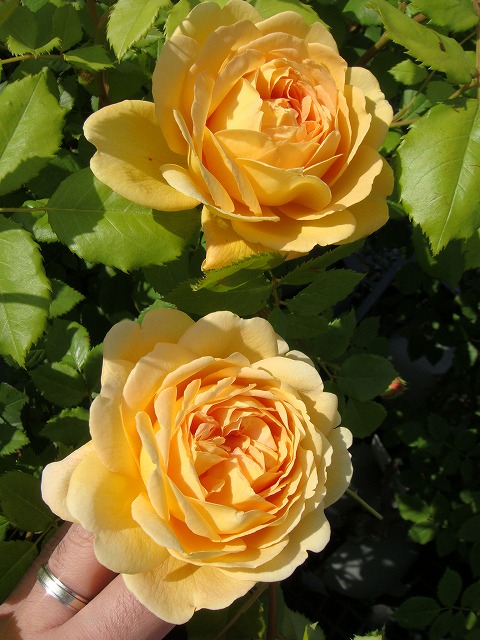 楽天市場】強香つるバラ 【ゴールデンセレブレーション】 3年生長尺1.1