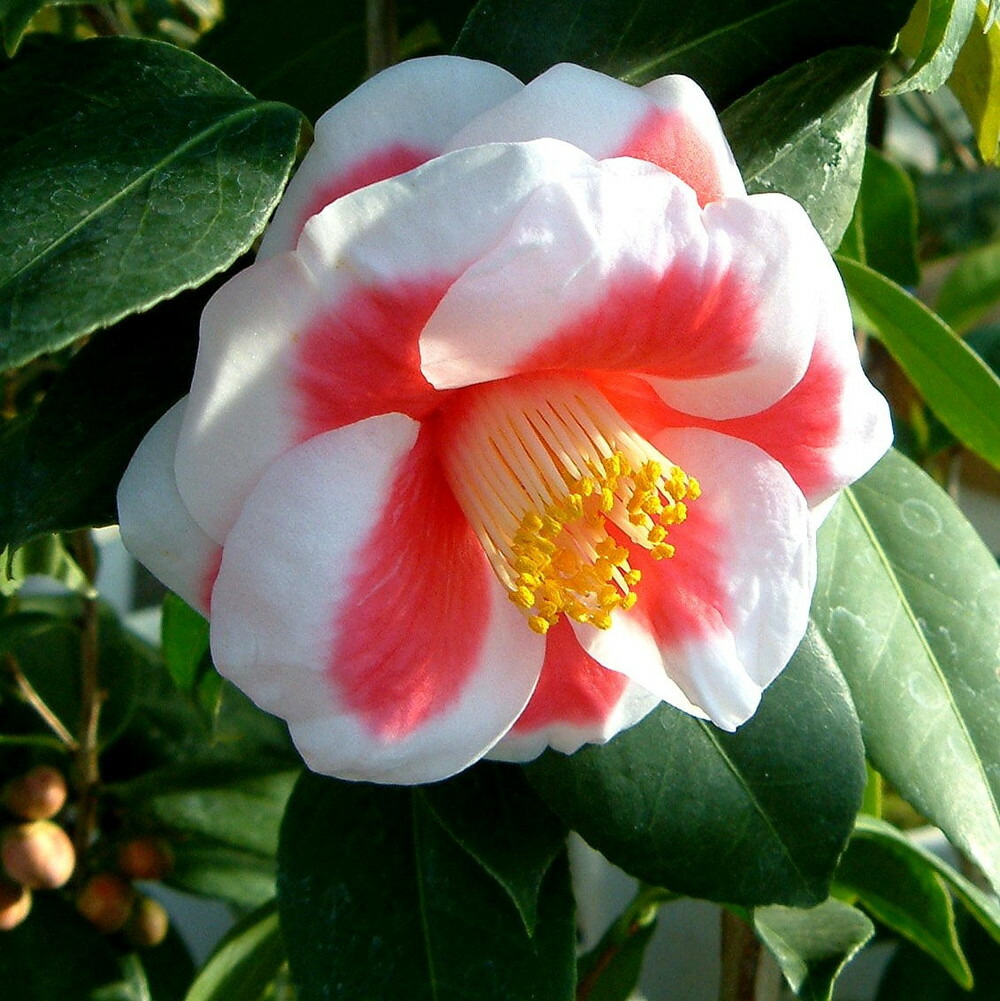 翼苗木 翼苗木 翼苗木