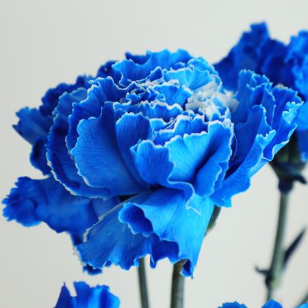 楽天市場】【生花】国産カーネーション（ロイヤルブルー） ※染め青