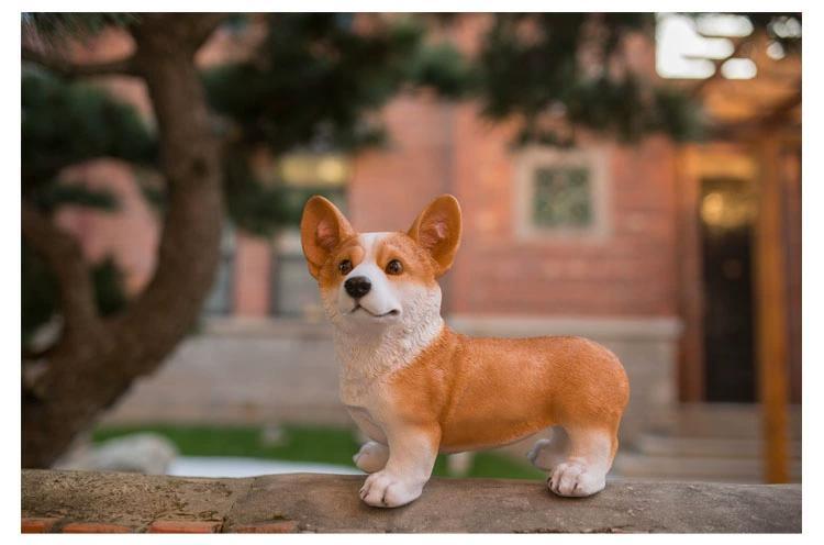 注意⚠️コーギー子犬の選び方】パピー期に注目すべき箇所！パピー期の