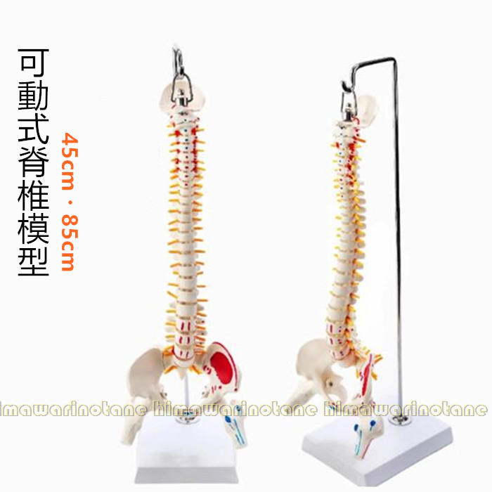楽天市場】脊椎模型 45cm 85cm 可動式 脊椎骨盤模型 人体模型 実物大