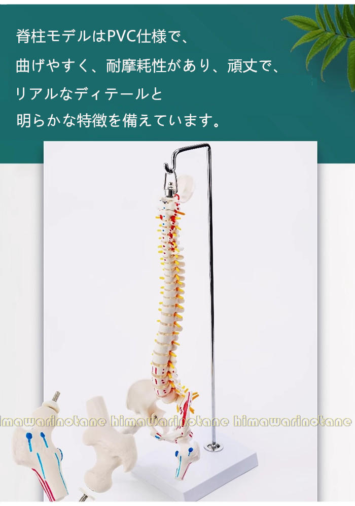 楽天市場】脊椎模型 45cm 85cm 可動式 脊椎骨盤模型 人体模型 実物大