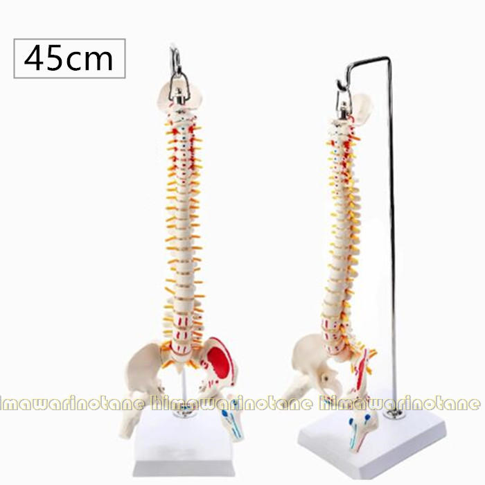 楽天市場】脊椎模型 45cm 85cm 可動式 脊椎骨盤模型 人体模型 実物大