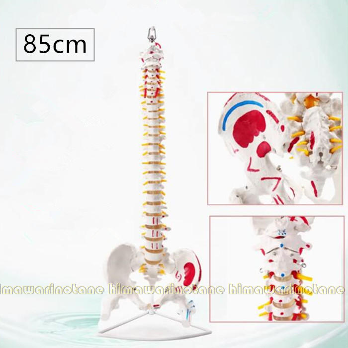 楽天市場】脊椎模型 45cm 85cm 可動式 脊椎骨盤模型 人体模型 実物大