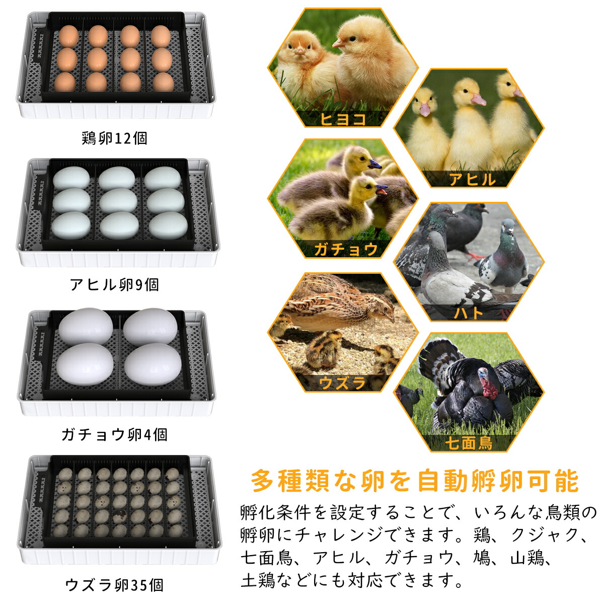 楽天市場】孵卵器 孵化器 鳥類 専用 孵卵 器 自動孵卵器 孵卵 器