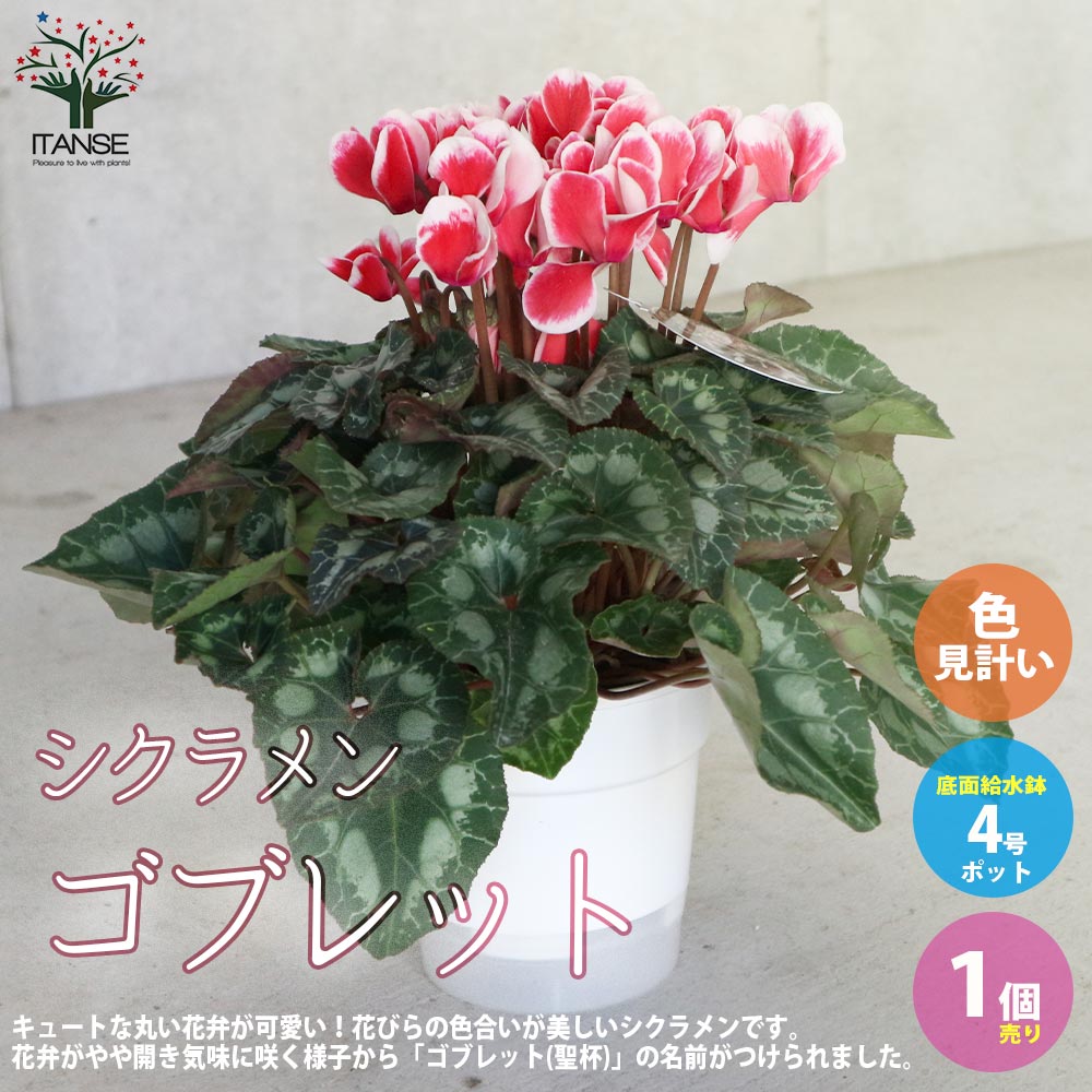 楽天市場】【送料無料】シクラメンゴブレット 底面給水鉢 ( 色見計い