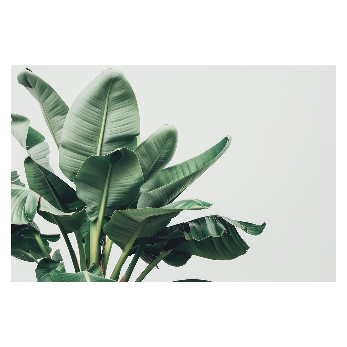 B1サイズ（約73x103cm）】【lh-poster-4578】植物 グリーン 注文