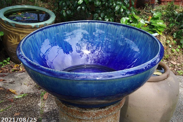 大型 青磁 睡蓮鉢 水鉢 大型 青磁 睡蓮鉢 水鉢 楽天市場】睡蓮鉢
