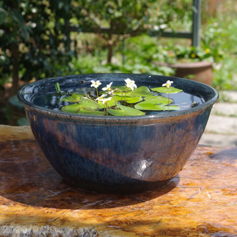 楽天市場】信楽焼 睡蓮鉢 陶器 高級感あふれるブルー斑点めだか鉢 10号