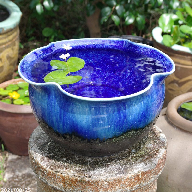 節約 信楽焼 陶器 めだか鉢 睡蓮鉢 ブルー(大)37cm 信焼 陶器 メダカ鉢