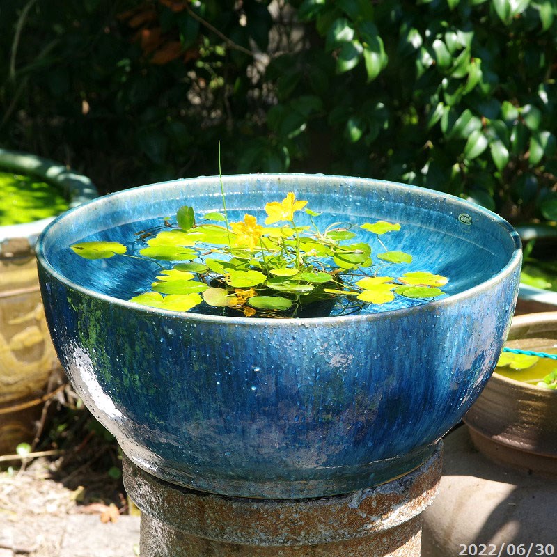 信楽焼 一品物 メダカ鉢 睡蓮鉢 水鉢 直径33cm